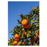 Fidanlıdan Tüplü Satsuma ( Rize Mandalina ) Fidanı