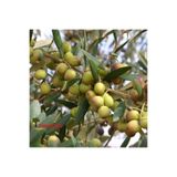 FidanMark Tüplü Arbequına (bodur) Zeytin Fidanı 2yaş (evde Saksıda Yetiştirilmeye Uygun)