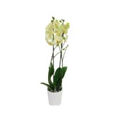 fidanova Orkide Sarı Seramik Saksıda 60-80cm