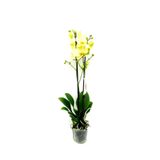 fidanova Phalaenopsis Orkide , Çift Dallı Orkide 60-80cm Arası Boyunda, Sarı