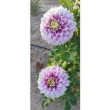 Fidansa 50 Adet Karık Renk Yıldız Dahlia Çiçeği Yumrusu Soğanı.Yeni Mahsul..