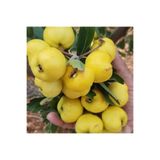 FidanVadisi Belen Cinsi (İri) Sarı Alıç Fidanı (2 Yaşında 20-40 cm)