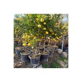 FidanVadisi Büyük Boy Saksıda Yediveren Limon Fidanı (6 Yaşında 130-150 cm)