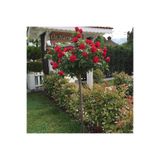 FidanVadisi Kırmızı Renkli Baston Gül Fidanı (2 Yaşında 80-120 cm)