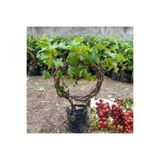 FidanVadisi Red Globe Üzüm (Asma) Fidanı (2 Yaşında 1-2 m)