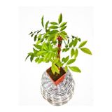 Fidanvar Mor Salkım Çiçeği Sarmaşık ( Wisteria Sinensis) 40-50 Cm