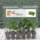 Fide Sepeti Silor Salatalık Fidesi (6lı Ambalaj)