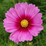 Fide Vadisi Kozmos - Cosmos Çiçeği ~ 25 Tohum