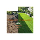 FİDE Zoysia Japonica Çim Fidesi 26.5 M2 Için 420 Adet (5 viol) 84'lük viollerde