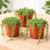 Fideiste 3’lü Tesbih Bitkisi Seti (Senecio Rowleyanus) – 5,5 cm Saksıda Canlı Sukulent