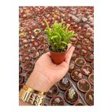 FİDEİSTE Crassula Muscosa (Prenses Çamı) Sukulent 5,5 cm saksı