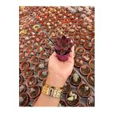 FİDEİSTE Echeveria Black Prince Elit Sukulent 5,5 cm saksı