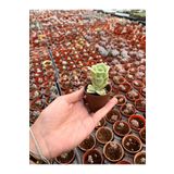 FİDEİSTE Echeveria Graptoveria Lovely Rose ( Meksika gülü) Sukulent 5,5 cm saksı
