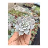 FİDEİSTE Echeveria Lola 5.5 cm saksıda