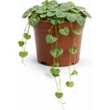 Fideiste Kalp Kalbe Bitkisi (Ceropegia Woodii) 5,5 cm Saksıda Kokusuz Canlı Bitki Türkiye Menşeli