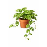 FİDEİSTE Monstera Adansonii – Delikli Yapraklı Salon Bitkisi- canlı bitki