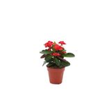 FİDEİSTE Saksıda Euphorbia Milii Dikenler Tacı Çiçeği 10-15 Cm 1 Adet