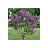 FİDEİSTE Saksıda Kokulu Leylak Fidanı 40-60 Cm