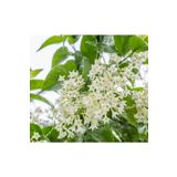 FİDEİSTE Tüplü Melisa Parfüm Çiçeği, Gece Melisası Cestrum Nocturnum