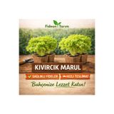 Fideon Kıvırcık Marul Fidesi | Bahçe ve Saksıya Uygun - 5 Adet