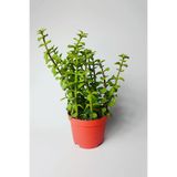 Fil Azığı (Portulacaria Afra) Para Çiçeği 8.5 Saksıda Canlı Bitki