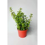 Fil Azığı (Portulacaria Afra) Para Çiçeği 8.5 Saksıda