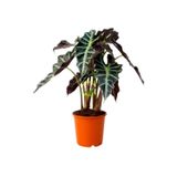 Fil Kulağı Bitkisi Alocasia Amazonica Polly 30-40 cm | Melek Kanadı, Canlı Bitki, 30-40 cm Boy, İç Mekan Bitkisi, Tropikal Bitki