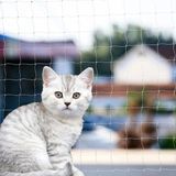 File Antalya Kedi Güvenlik Filesi, Kuş Filesi, Balkon Filesi 2X10 Metre