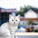 File Antalya Kedi Güvenlik Filesi, Kuş Filesi, Balkon Filesi 2x6 Metre