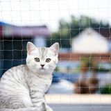 File Antalya Kedi Güvenlik Filesi, Kuş Filesi, Balkon Filesi 3x4 Metre