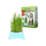 Fileli Kedi Çimi - Doğal Beslenme Alanı