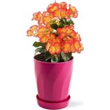 Fimer Saksı Burgu Begonya Saksı & Orkide Saksı 1,3 Litre 16 cm Pembe Pembe