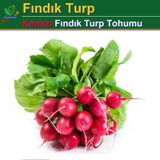 Fındık Turp Tohumu