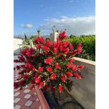 Fırça Çalısı Çiçeği Callistemon Laevis 30-60 Cm