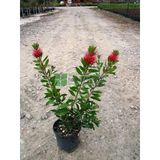 Fırça Çalısı Çiçeği Fidanı 45-80 Cm