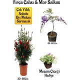 Fırça Çalısı Fidanı+Mor Salkım Ağacı Fidanı Mezem Çiçeği Hediyeli Peyzaj Seti