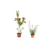 Fırça Çalısı+ Gaura Çiçeği2'li Set Dış Mekan Bitkisi, SRD04022025BYB912