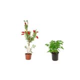 Fırça Çalısı+ Itır Çiçeği (Gül Damlası) 2'li Set Dış Mekan Bitkisi, BTSNU1202049