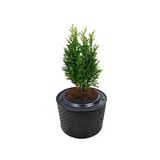 Fırınlanmış Metal Büyük Saksı - 33-38 Cm Yükseklik, 45-55 Cm Çap