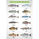 Fishack 35 Parça Tam Takım Olta Seti - 300CM Kamış 40-80GR / 40'lık Makine (Red) - Tüm Deniz ve Göller Için - Tek Ebat - Çok Renkli