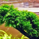 Fissidens Fountanus Tele Sarılı 5x5Cm Yeni Sarım Canlı Bitki