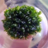 Fissidens Miroshaki Moss Cup Canlı Bitki