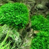 Fissidens Sp Marushaki Moss 20 cc Cup Özel Tür En Kolay Akvaryum Bitkisi Canlı Bitki