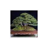 Fıstık Çamı Bonsai Ağacı Tohumu 2 Adet Bonsai Ağacı Tohumu 63601274