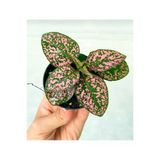 Fittonia Çiçeği Fidanı Pembe Yeşil 10-20 Cm