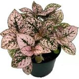 Fittonia Hostes Çiçeği Fidanı Çilli Yaprak Güzeli Yeşil Mor 10-20 Cm