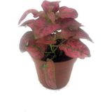 Fittonia Hostes Çiçeği Fidanı Kırmızı Yeşil 10-20 cm