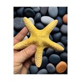 Flea Market Gerçek İthal Deniz Kabukları Orta Yıldız - Kolleksiyonluk Dekor Biblo Akvaryum Duvar Süsleme, TYC58F63AC95A54207