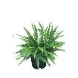 Flora Aşk Merdiveni Nephrolepis