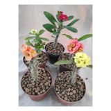 Flora Vadi Avantajlı Milli Dikenler Tacı (15-25 Cm ) 5 Farklı Renk Saksılı Kaktüs Euphorbia